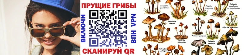 магазин  наркотиков  Лагань  mega ТОР  Псилоцибиновые грибы Magic Shrooms 